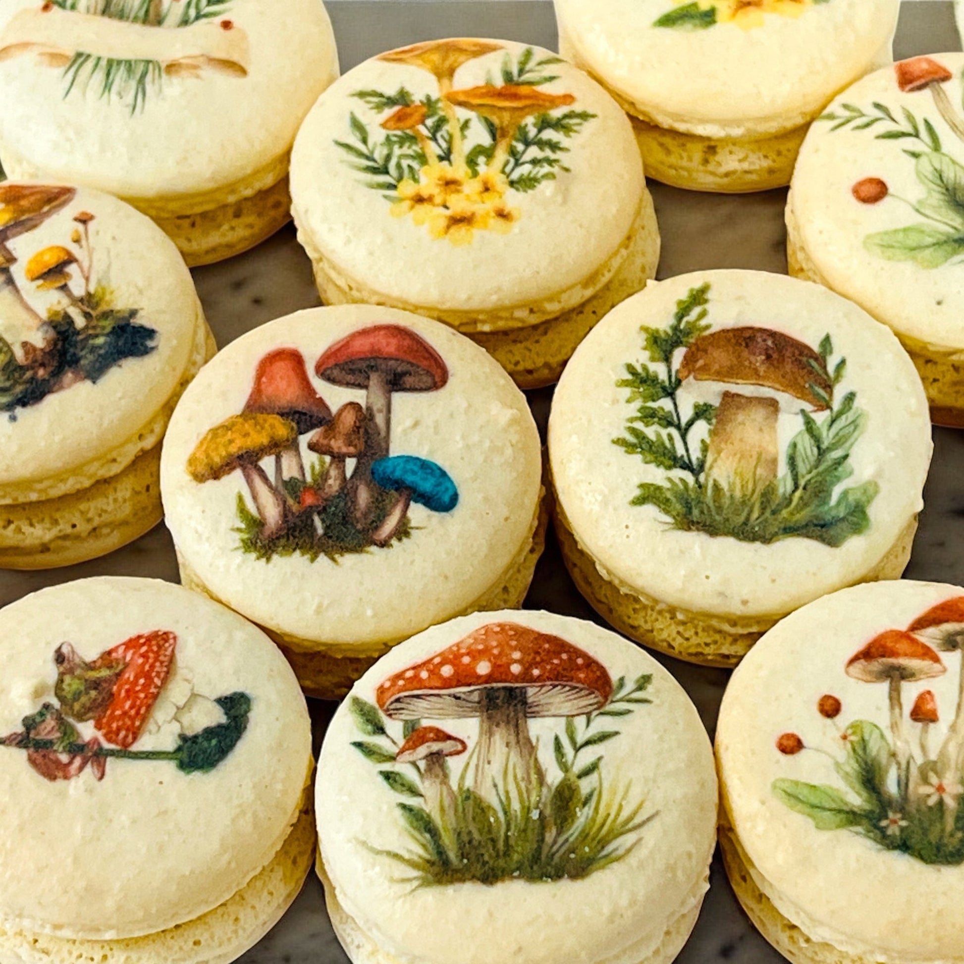 Wild Mushroom Macaron Gift Box - Macaron Centrale6 Pack
